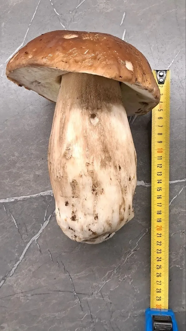 🍄 1 октября, на улице дубак, все уже сложили корзины и ножики в долгий ящик, а я вытащ...