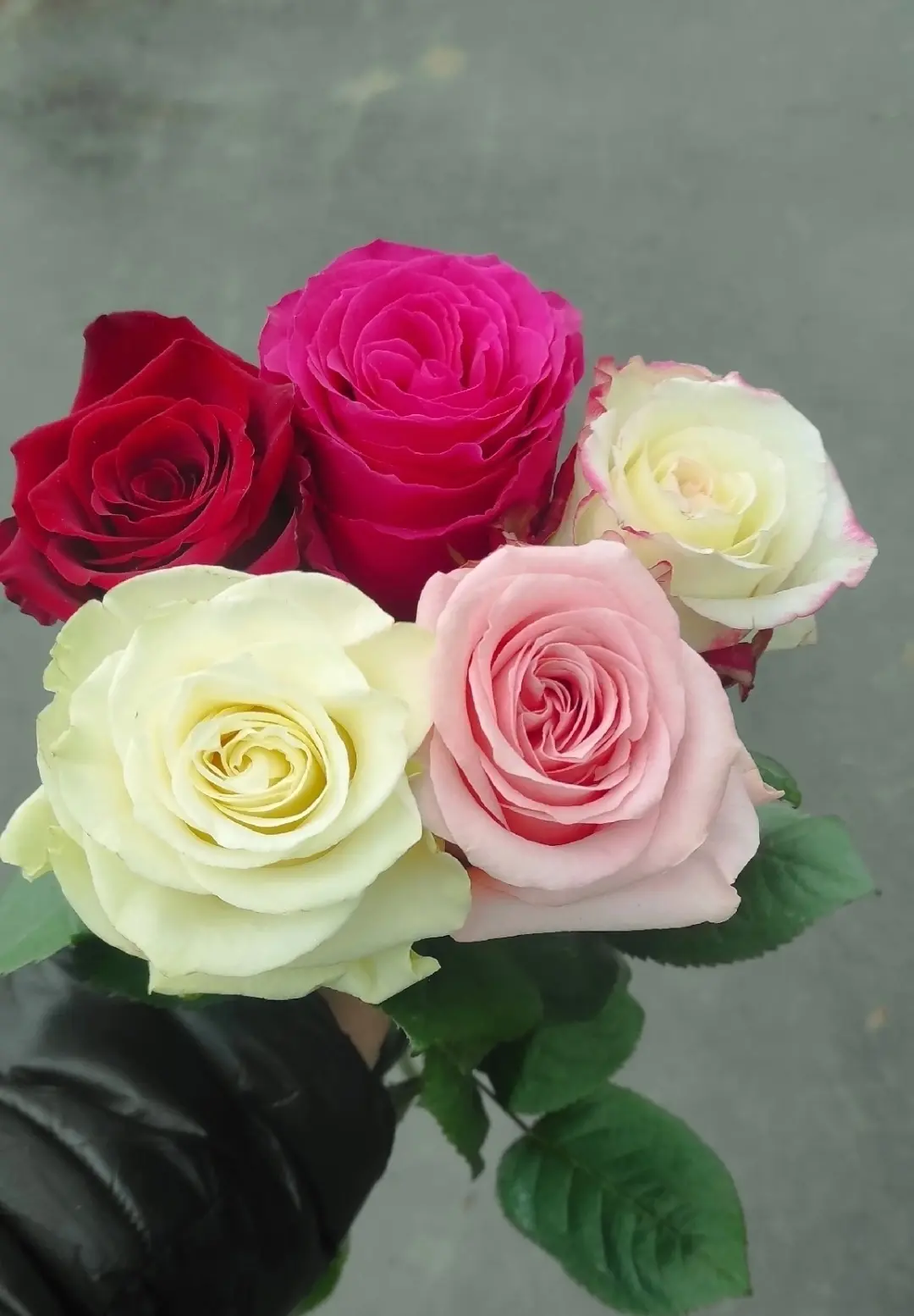 Всем привет! Хочу похвастаться первыми цветением эквадорской розы 😍😍😍 Прививку котор...