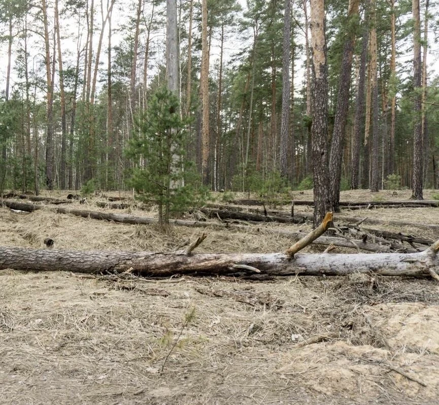 На Брянщине за полгода зафиксировали 39 экологических преступлений