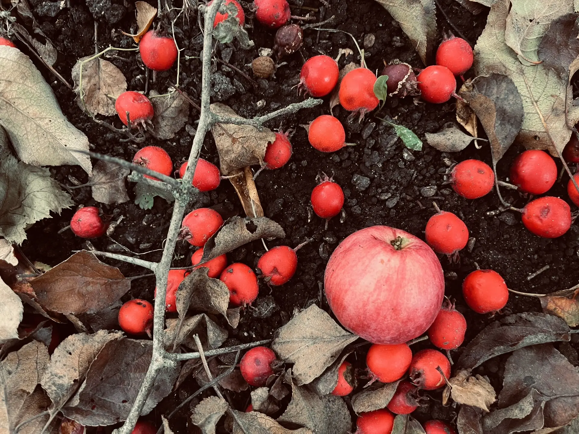 🍎 Осень снова работает за фотографа