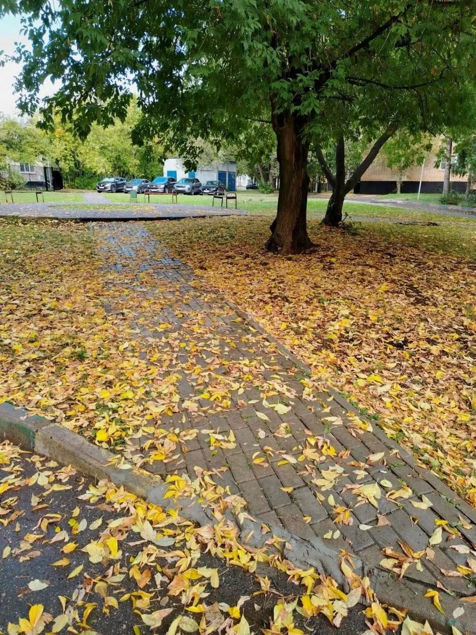 Золотая осень уже заглянула в Яковлевское 🍁