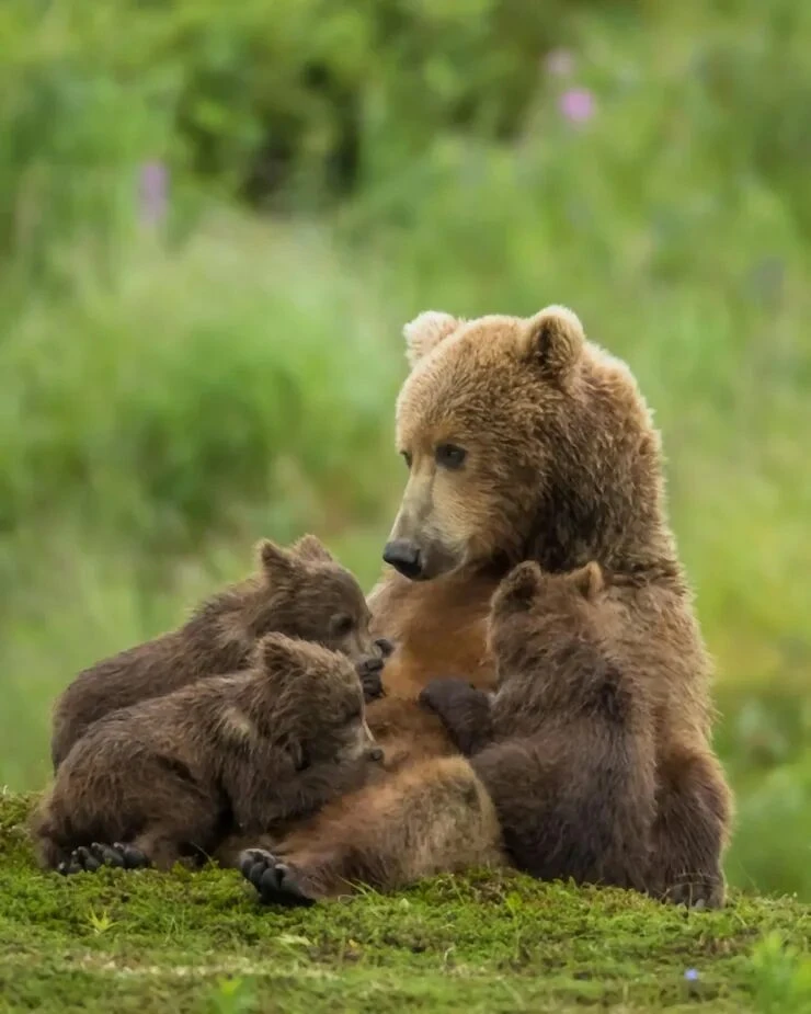 🐾 «День животных» в нашей группе! 🐻🦊