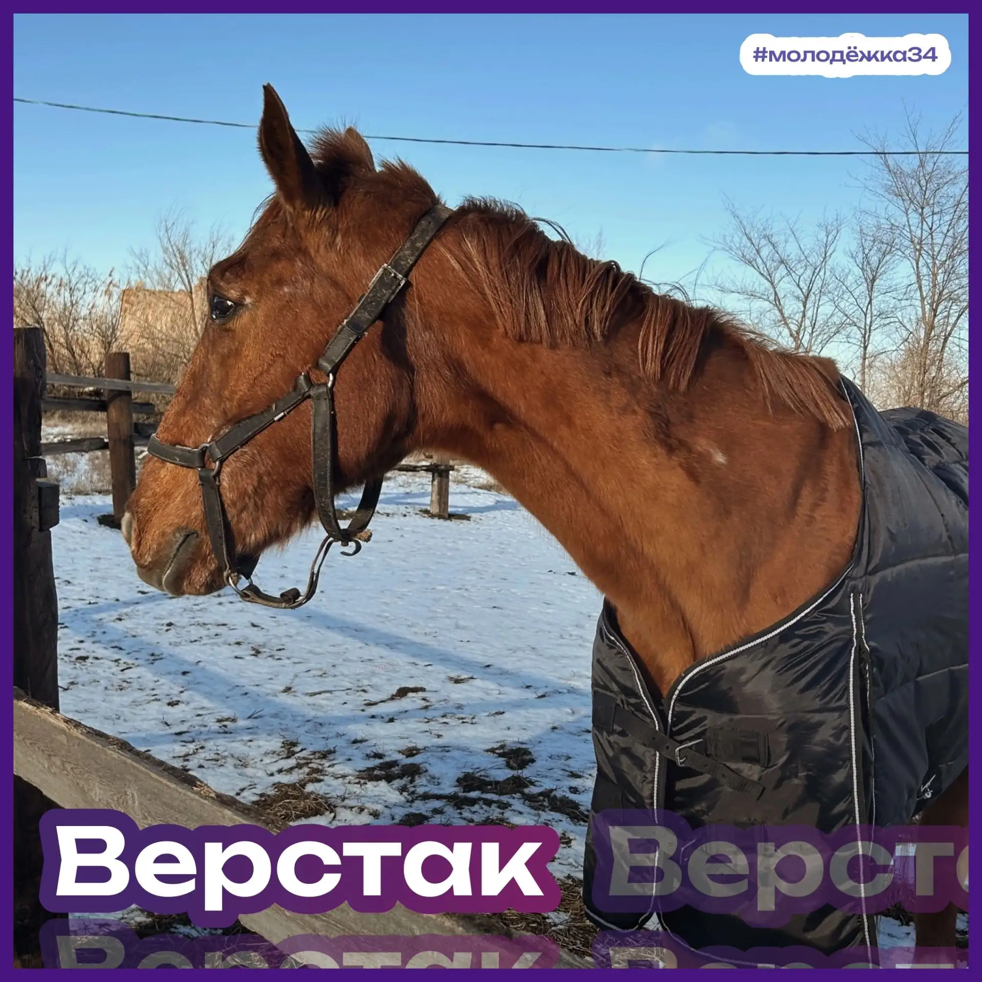 Символом молодёжи в 2026 году является конь-огонь. А мы запускаем рубрику «Кони молодёжной политики 