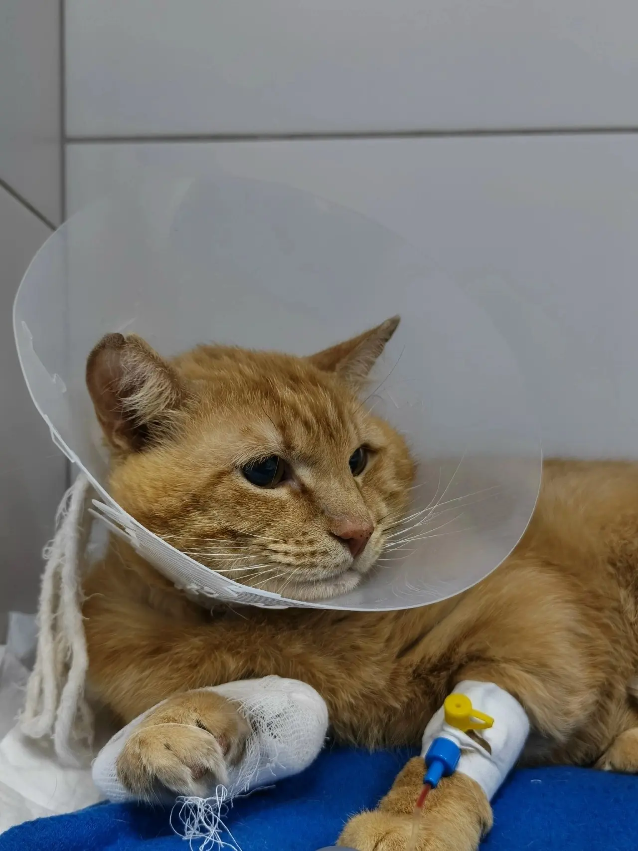 К нам в клинику поступил любопытный пациент — кот Рыжик 🐾