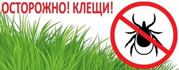Об эпидемиологической ситуации по инфекциям, передающимся клещами
За 22-ю неделю 2026 года в медицин