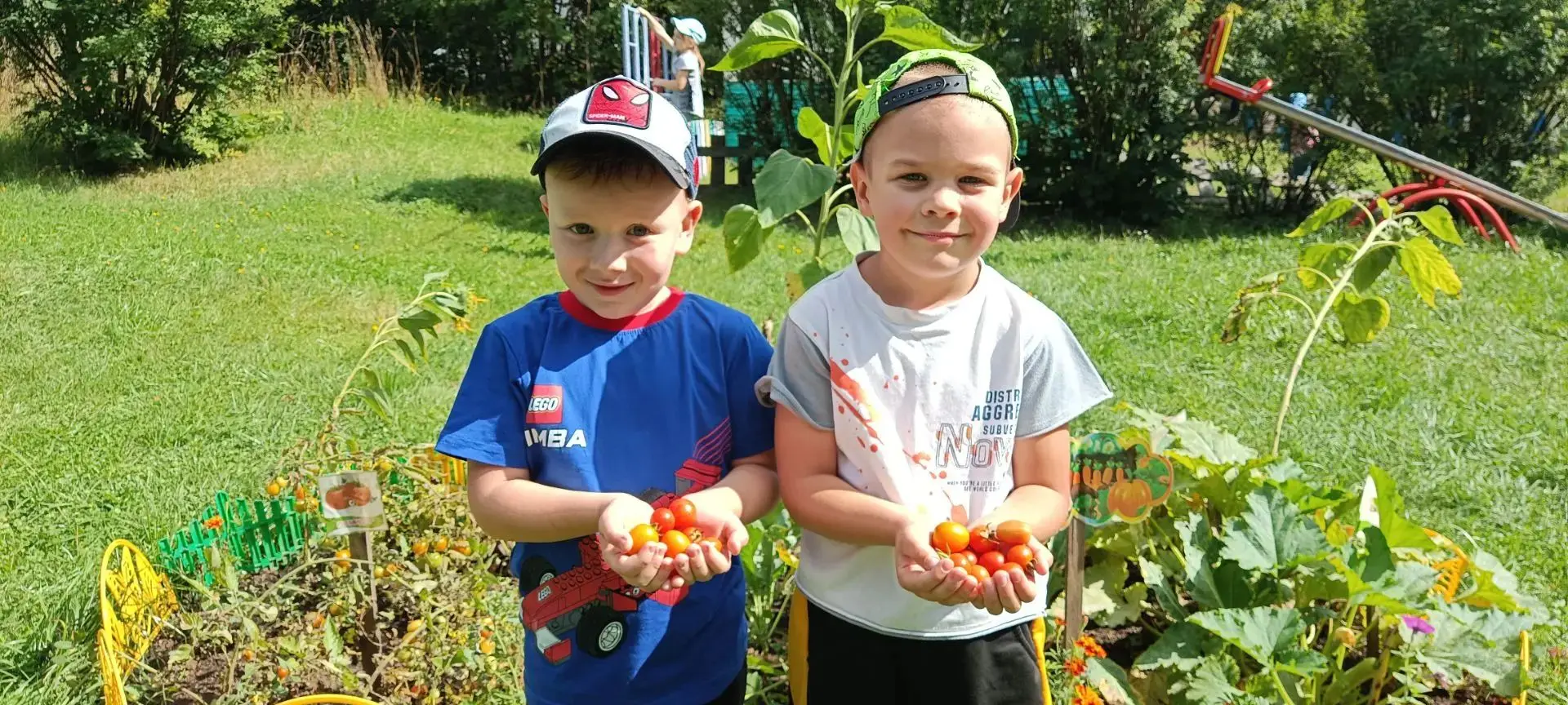 🥔🍅🌻Урожай овощей  с огорода на прогулочном участке собрали ребята  группы "Ягодка"🍓.