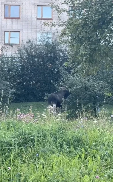 В Ижевске вновь заметили лося, на этот раз — на улице Ворошилова. На место выехали спец...