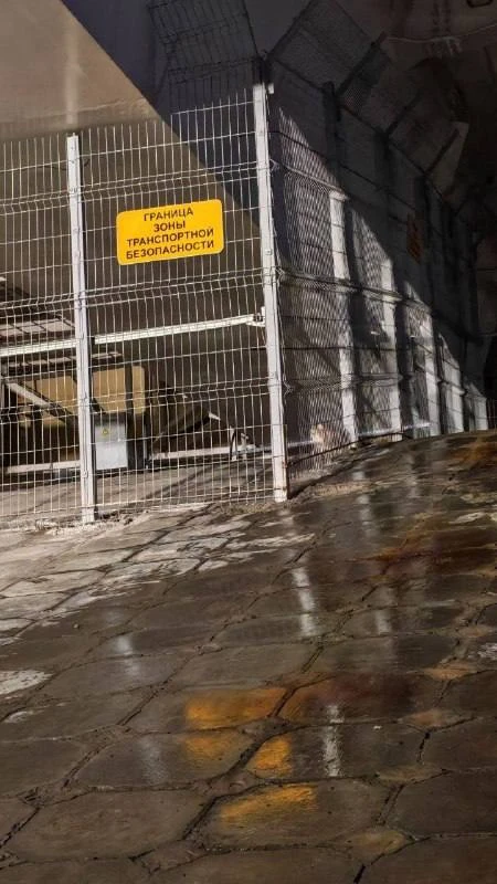 Кошка заперта под мостом Челюскинцев и зовёт на помощь