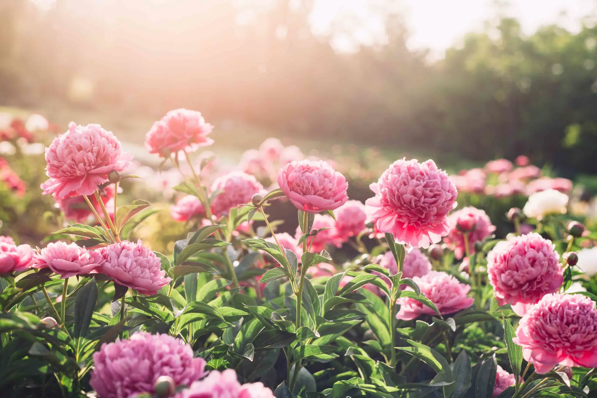 🌸 Делим многолетники в бархатный сезон: пионы, флоксы, ирисы.