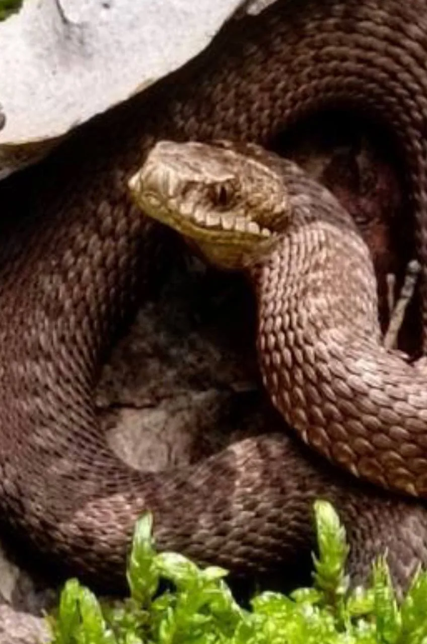 🐍 Шоколадная красотка из Борского леса

📸 Дмитрий Шефф

👉🏼 Подпишись