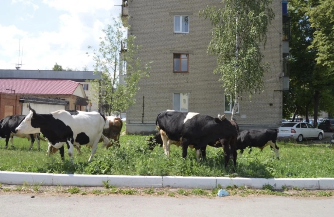 ❗️В Иркутской области планируют ввести штрафы за выпас скота в неположенных местах — на...