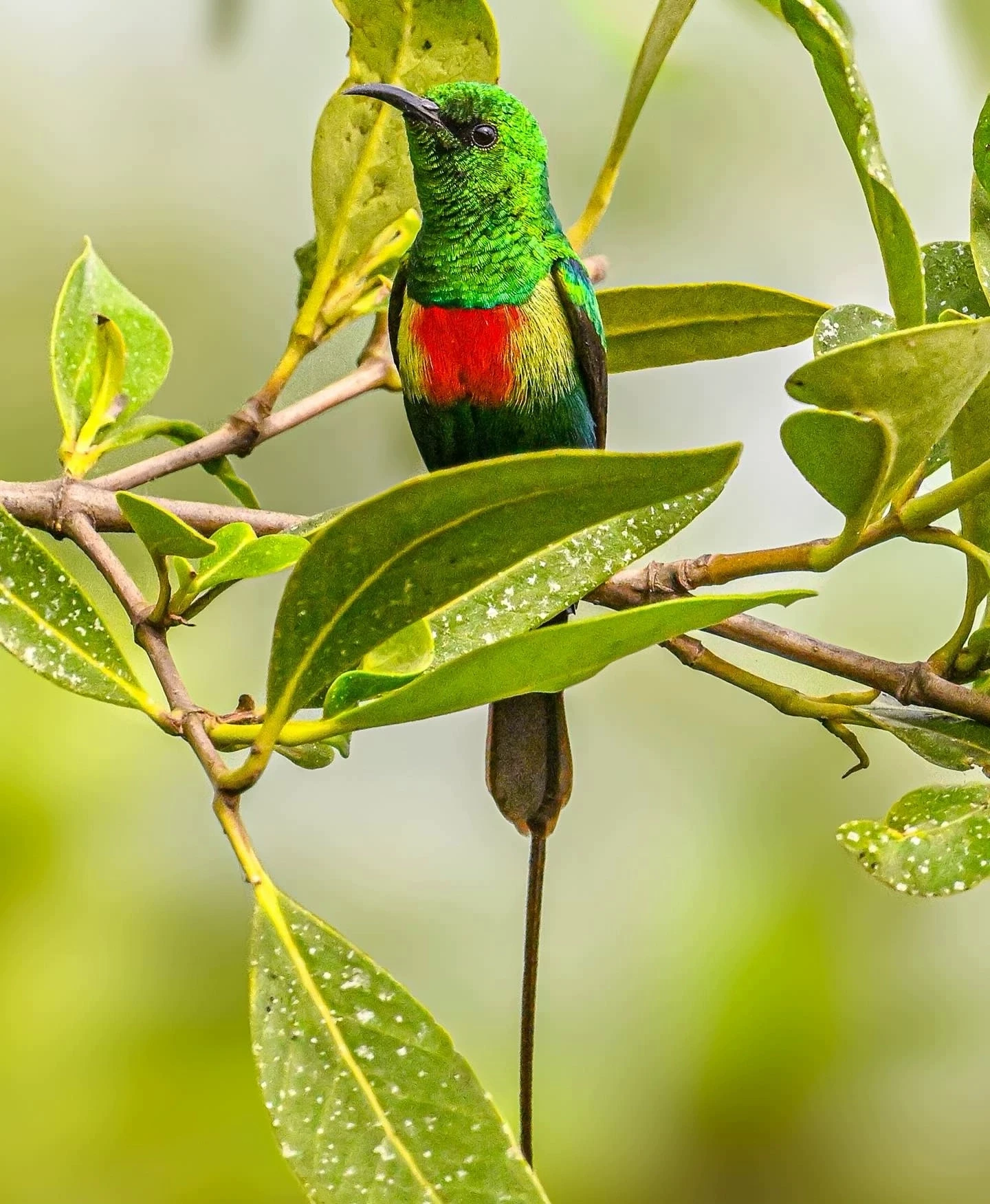 Красивая нектарница / Beautiful sunbird (Cinnyris pulchella)