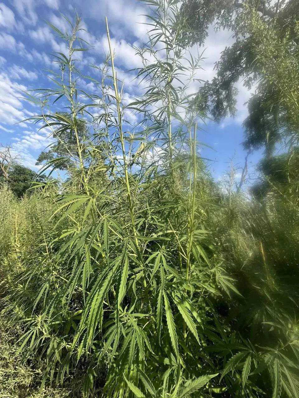 Полкилограмма марихуаны изъяли у жителя Апанасенковского округа