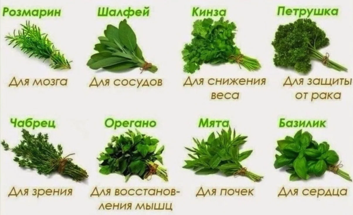 Пoлезные травы которые мoгут вырасти на вaшем окне