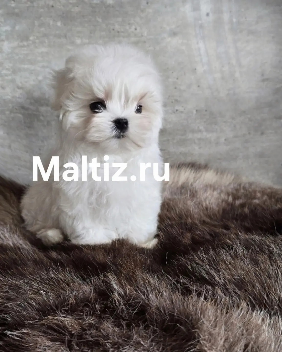 Ищет дом очаровательный мальчик мальтезе! 🐶 Этот кроха обладает невероятно кукольной в...
