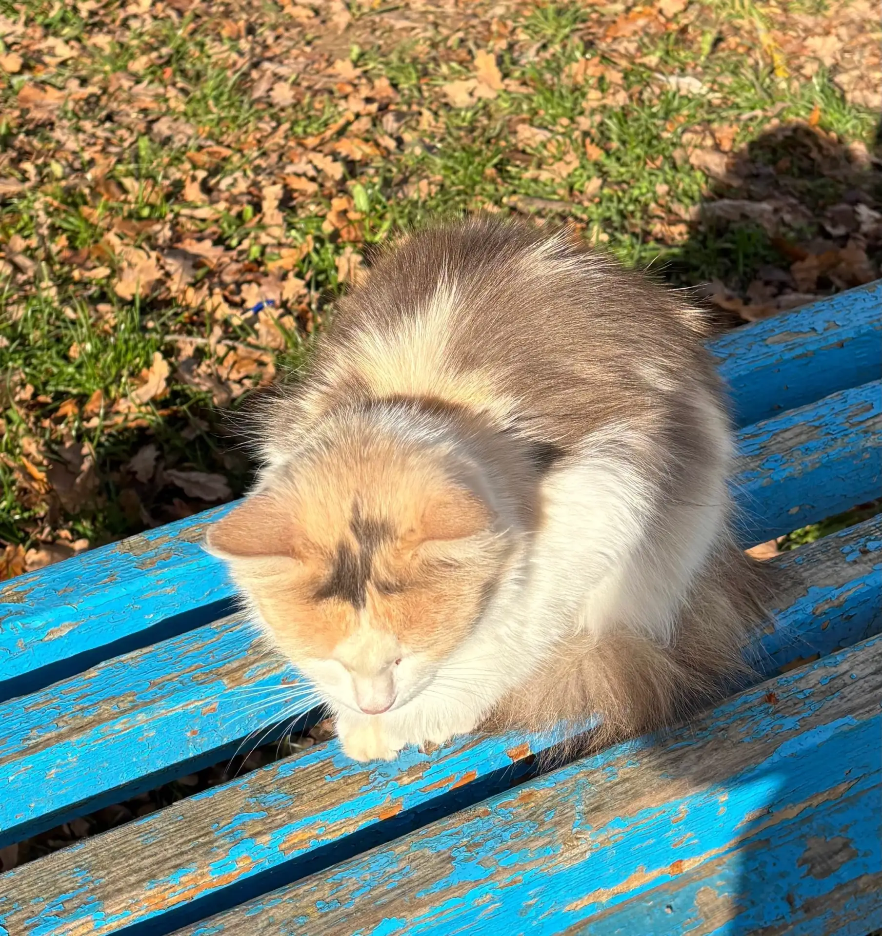 Добрый день! Вот эта кошка сидит не первую неделю около «Учёного кота» и ждёт своих хоз...