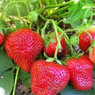 🍓Клубника Королева Елизавета 2                                                        ...