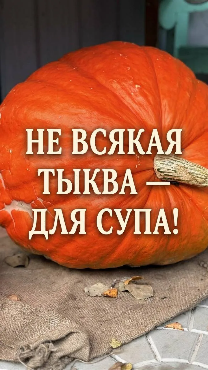 Изображение 5 к публикации «САДОВОД ИЗ МЕГАПОЛИСА»