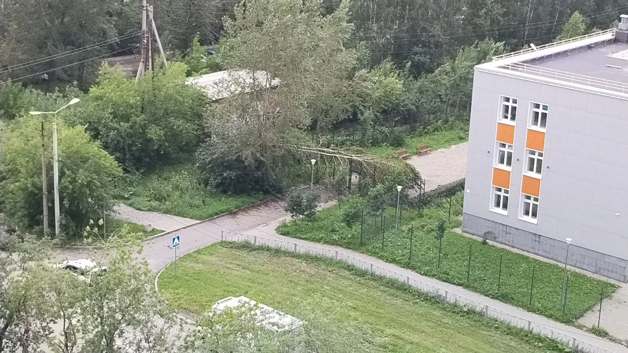 Нам пишут: У 25 школы прямо на входе дерево свалилось от ветра видимо