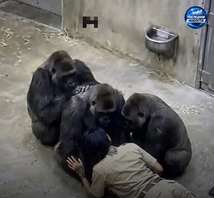 🦍Смотрительницу зоопарка в США уволили за странное поведение - каждое утро она лизала ...