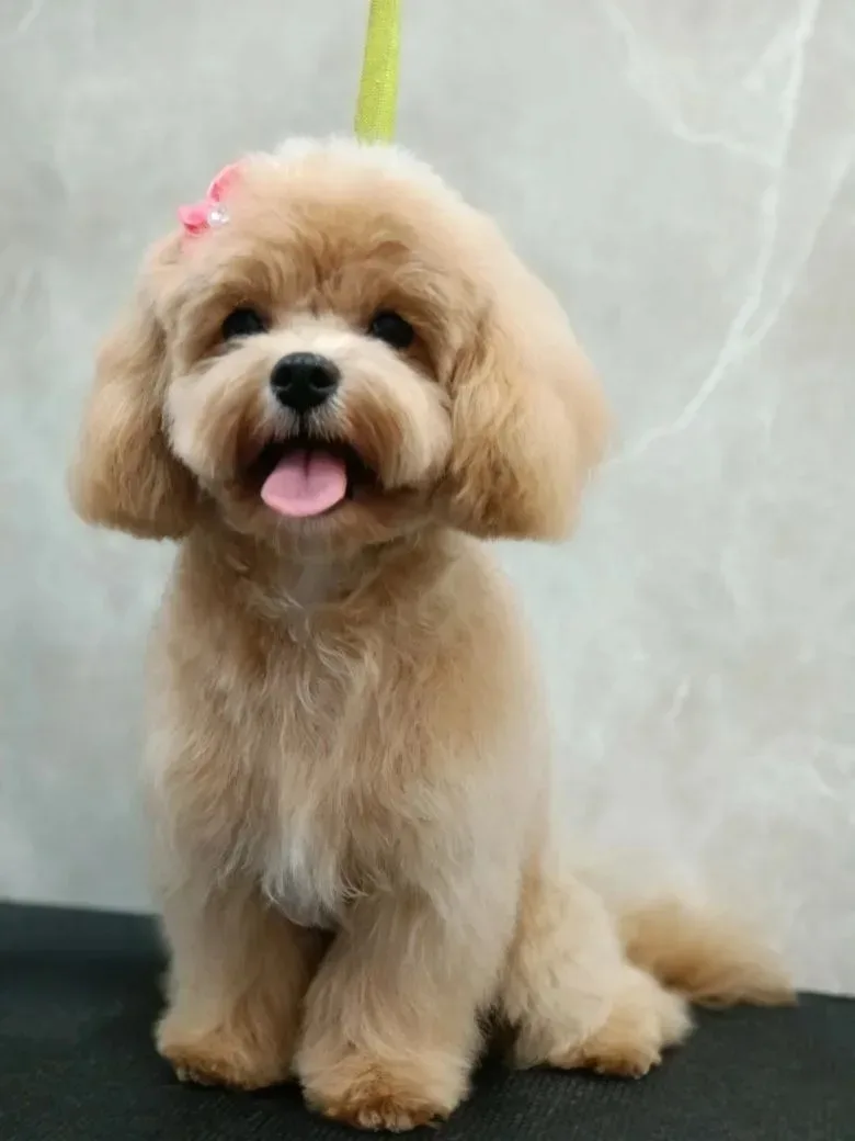 Мальтипу 🎀Лили🎀