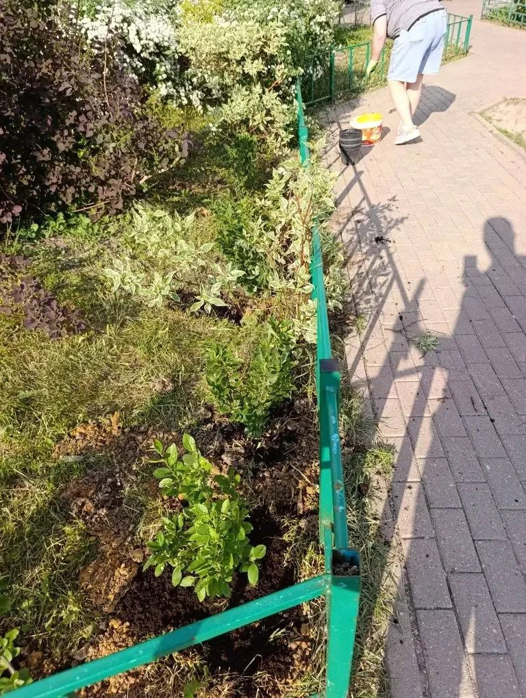 В конце мая УК Наш город посадила 50 кустов спиреи и кизильника на Купелинке, д.7 😍

МЫ В МАХ | МЫ 