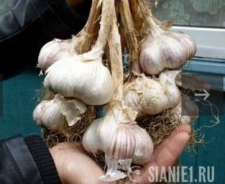 ТЕХНОЛОГИЯ ПОСАДКИ ОЗИМОГО ЧЕСНОКА