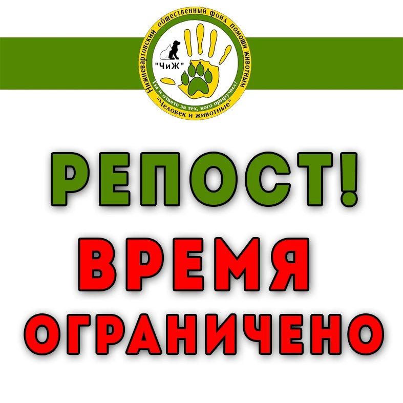 Кто-то может терял недавно кошку или котика во 2 мкр. Живет под обшивкой дома. Цвет чер...
