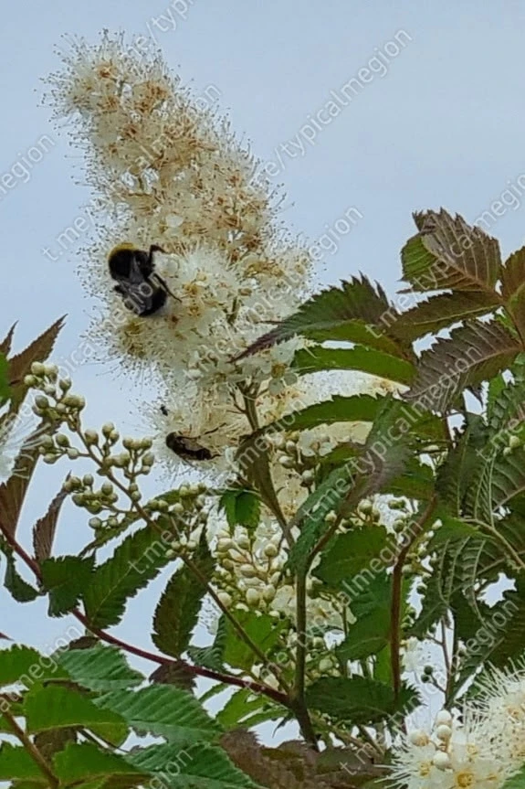 Мохнатый шмель 🐝...