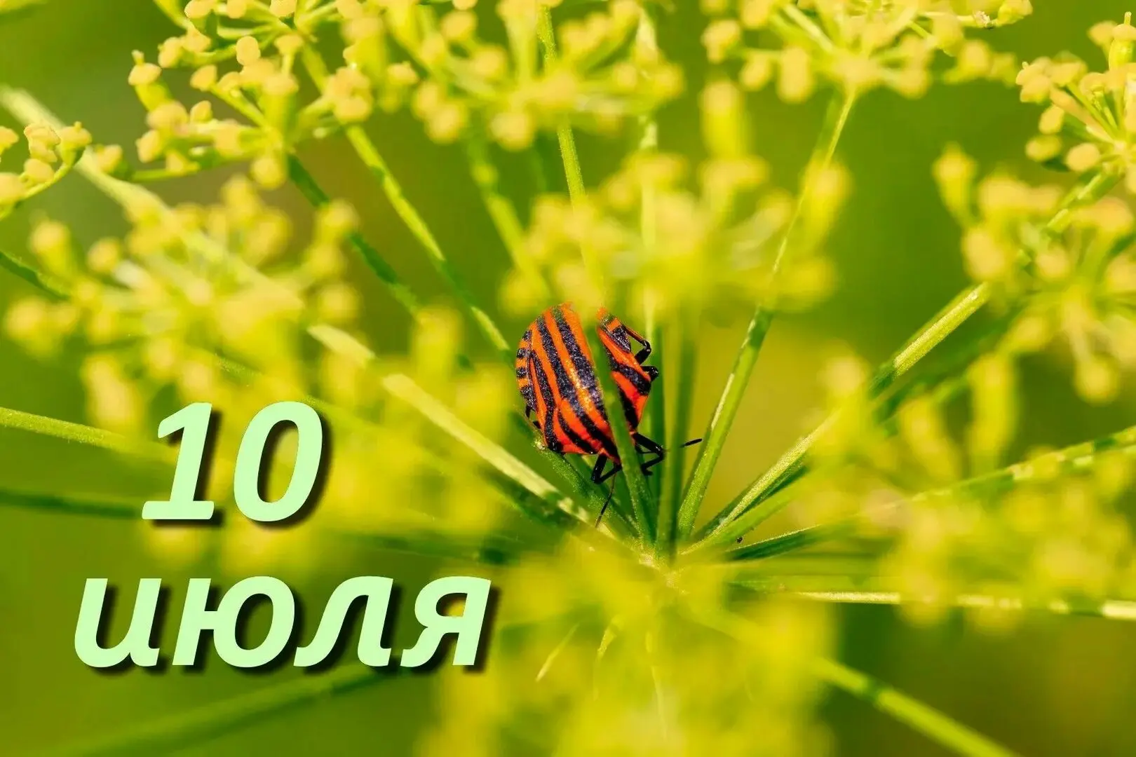 Народные приметы и традиции на 10 июля:

🔹Увидел божью коровку — жди перемен
🔹Не стоит сегодня под