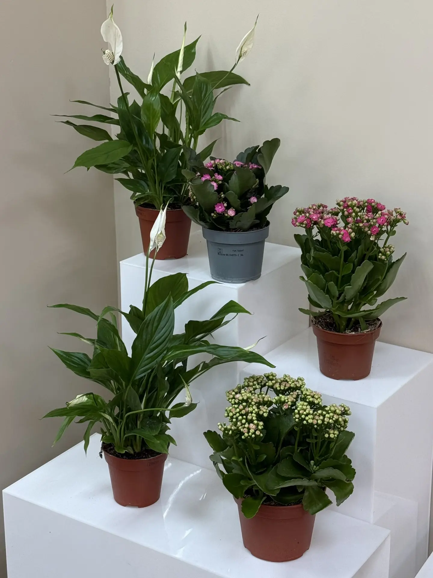 Поставка горшечных растений 🌿