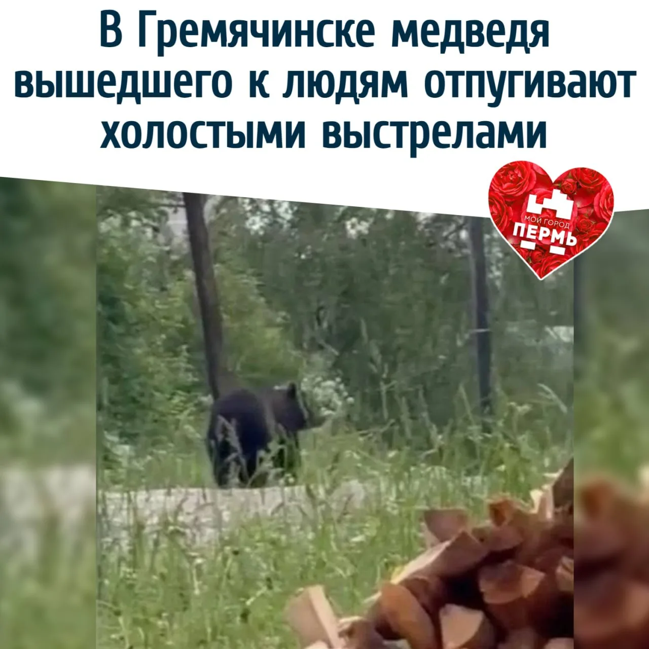 🐻 В Гремячинске медведя вышедшего к людям отпугивают холостыми выстрелами
⠀
В Гремячинске продолжаю