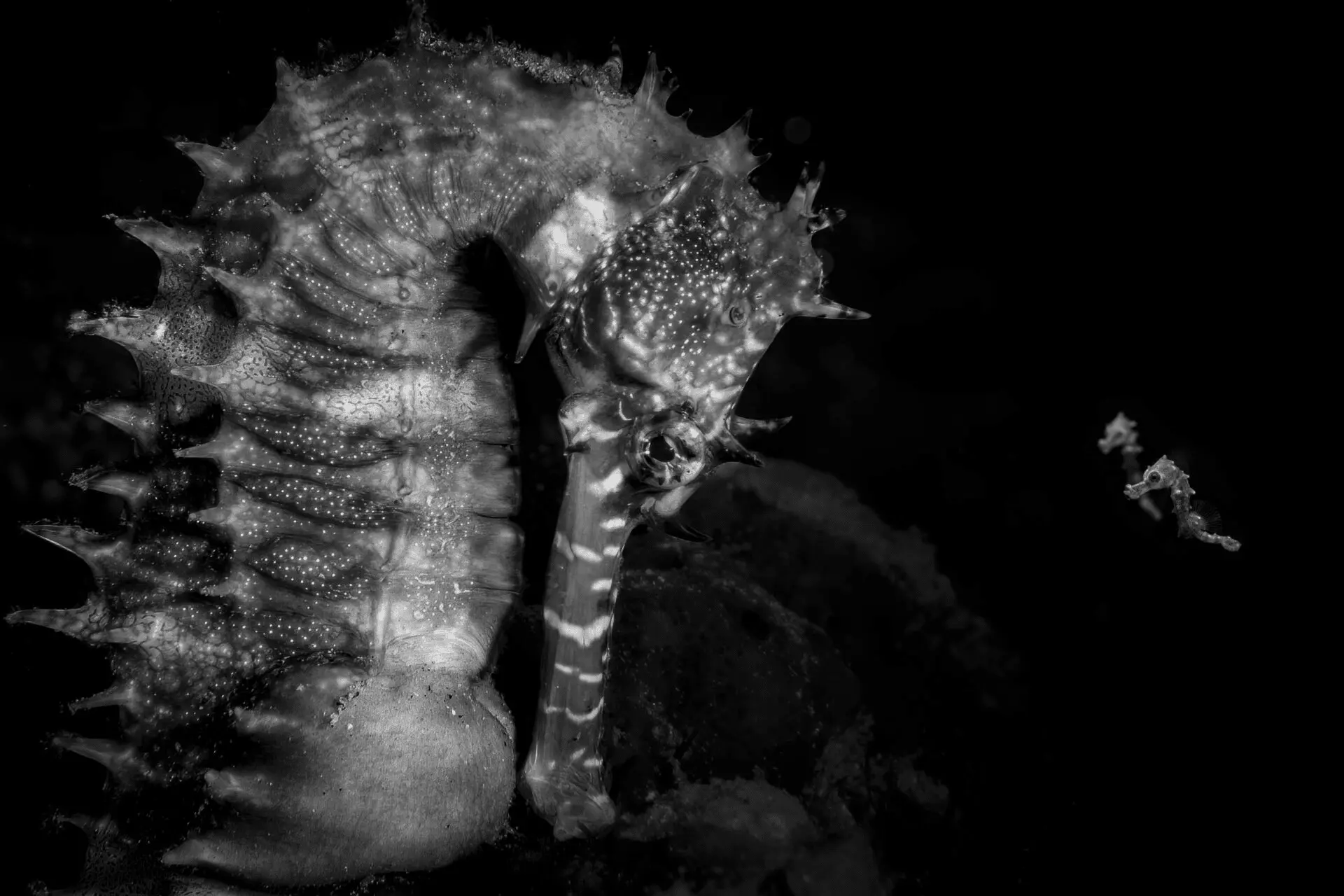 Названы победители конкурса Ocean Photographer of the Year 2026