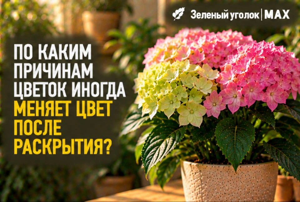 🌸 ПО КАКИМ ПРИЧИНАМ ЦВЕТОК ИНОГДА МЕНЯЕТ ЦВЕТ ПОСЛЕ РАСКРЫТИЯ?