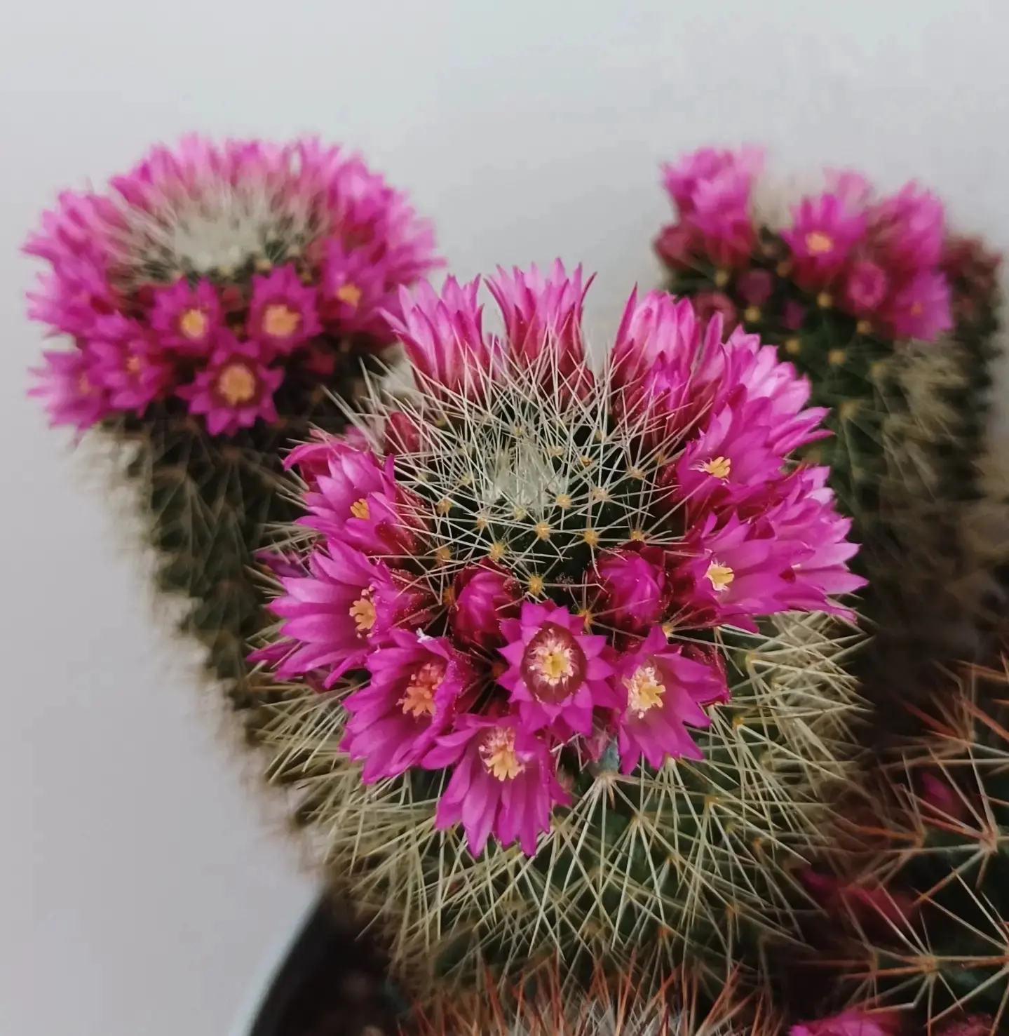 🌸 #Маммиллярия - кактус, который зацветает даже у новичков 🌸

Оставайтесь с нами, здесь много инте