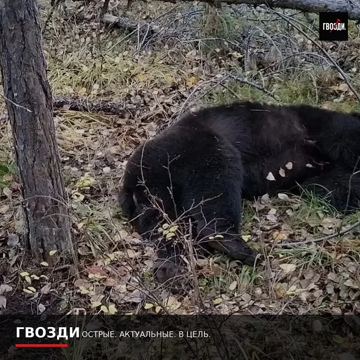 Медведи убили двух мужчин в Иркутской области за два дня