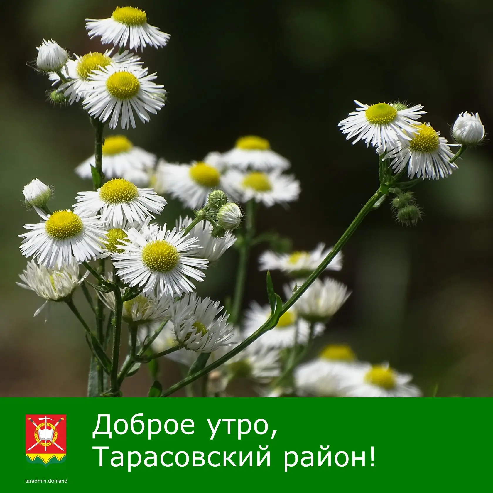 Доброе утро, уважаемые жители Тарасовского района!

Летние дни коротки, но ярки. В них заключена мыс