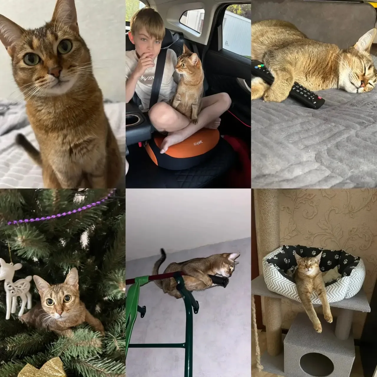 😺🐶 Акция: «Мое сердце - их защита❤️»