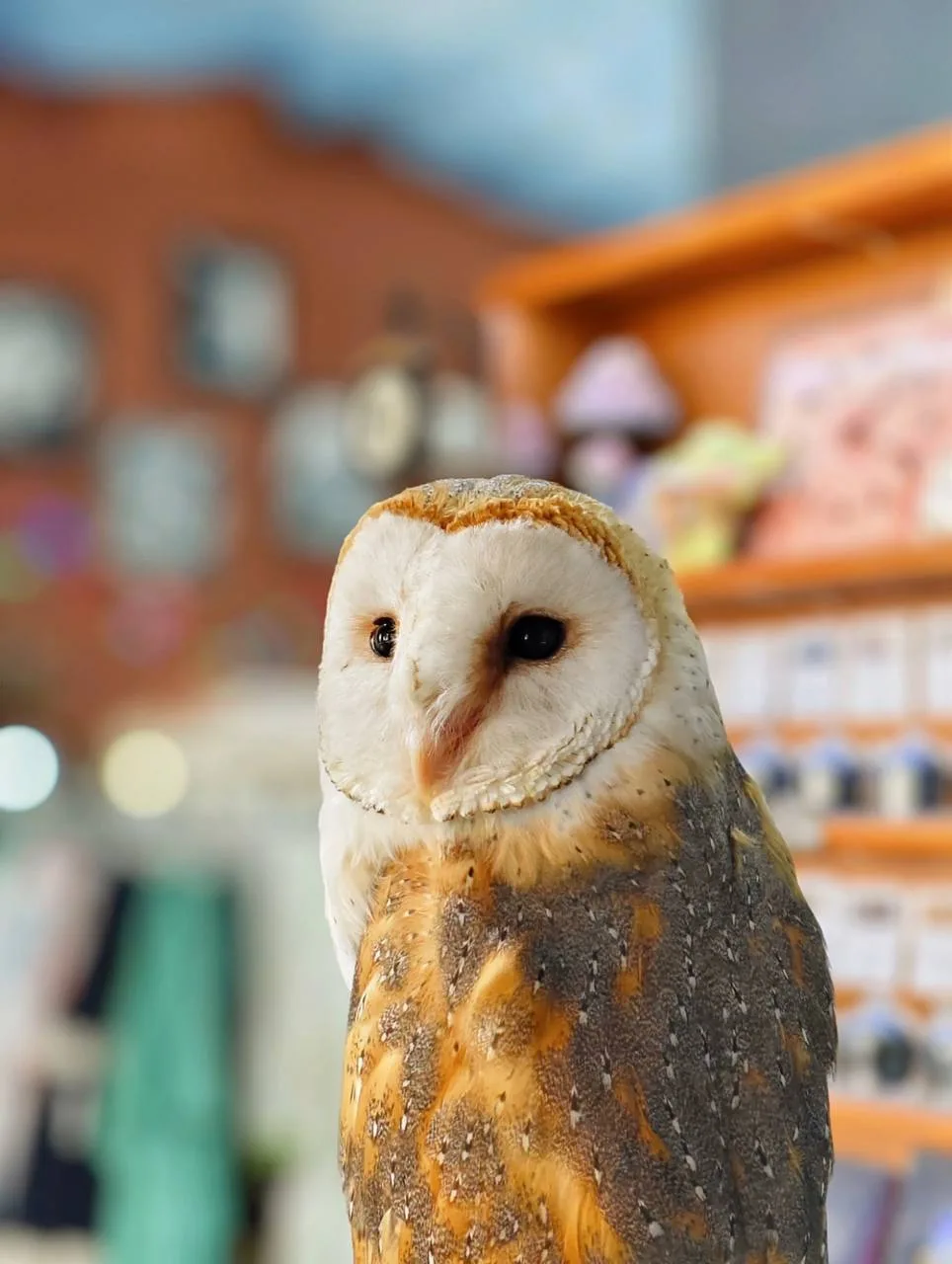 🦉 Изменилось расписание встречи с совой!