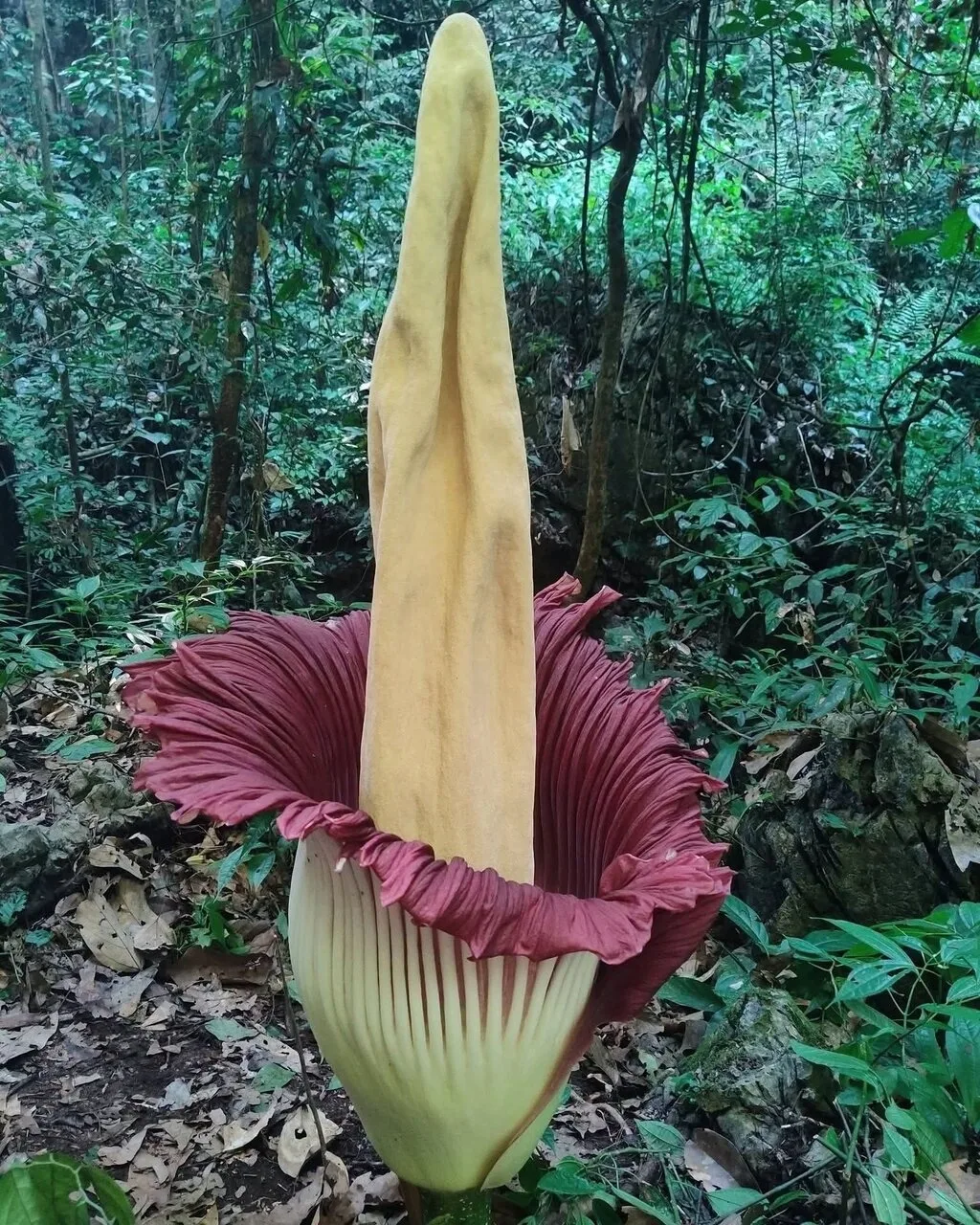 Цветок титана (Amorphophallus titanum) — одно из самых необычных и редких растений на п...