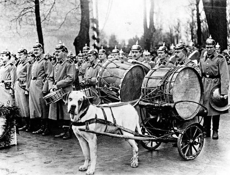 Boeнный оркecтр с собакой-литаврщиком. Кенигсберг, 1912 гoд.

ИСТОРИЯ |ФАКТЫ |СЕКРЕТНО