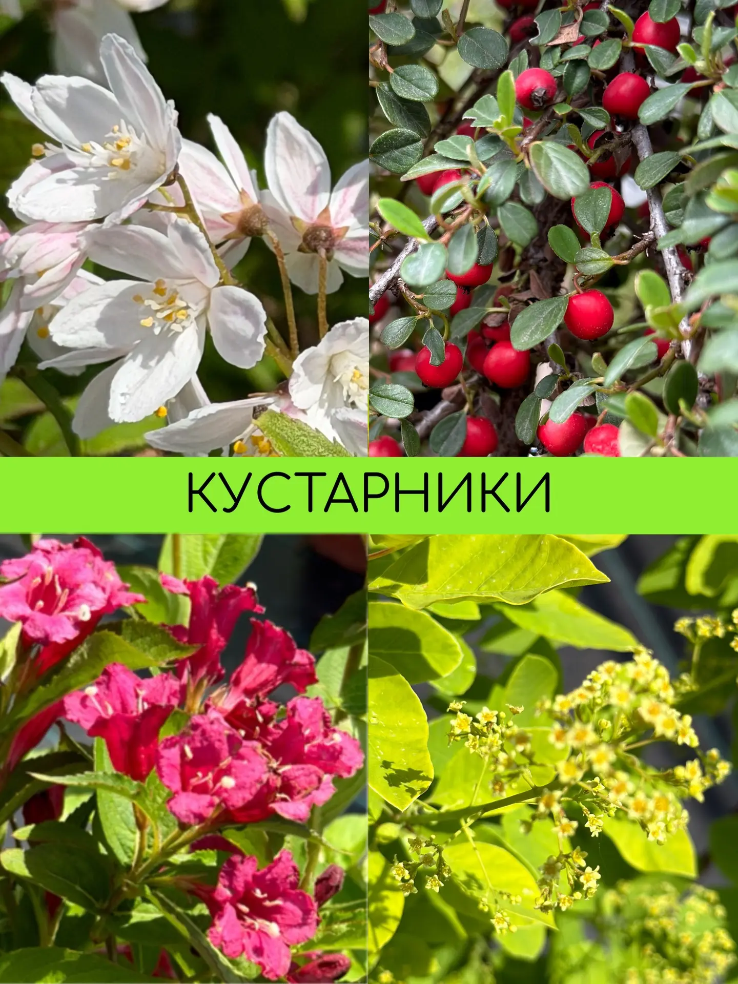 🍃Кустарники для южного солнца!