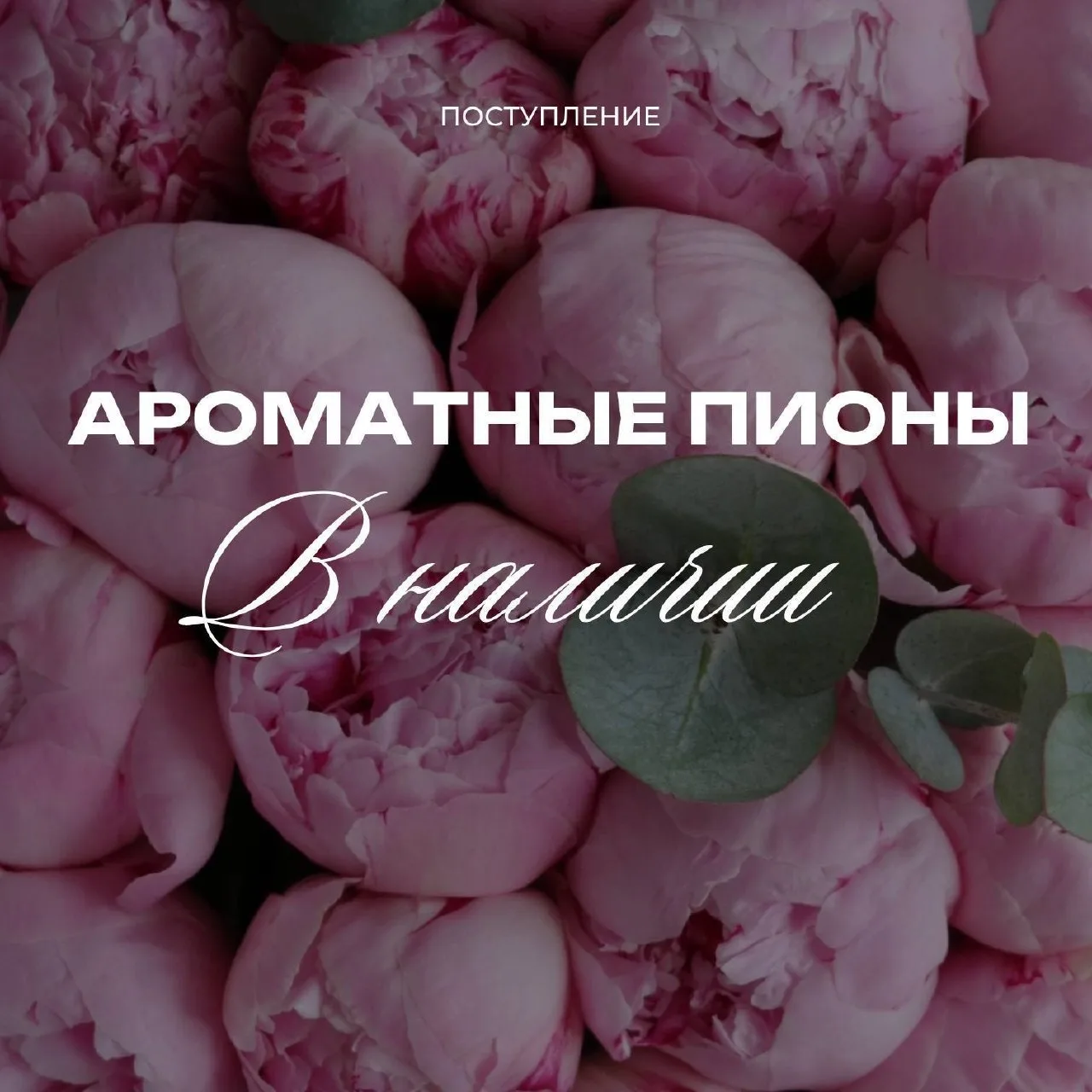 🌸САРА БЕРНАР — тот самый пион, который любят ВСЕ!

Ну реально, без шуток…это база сезона.

 Сезон з