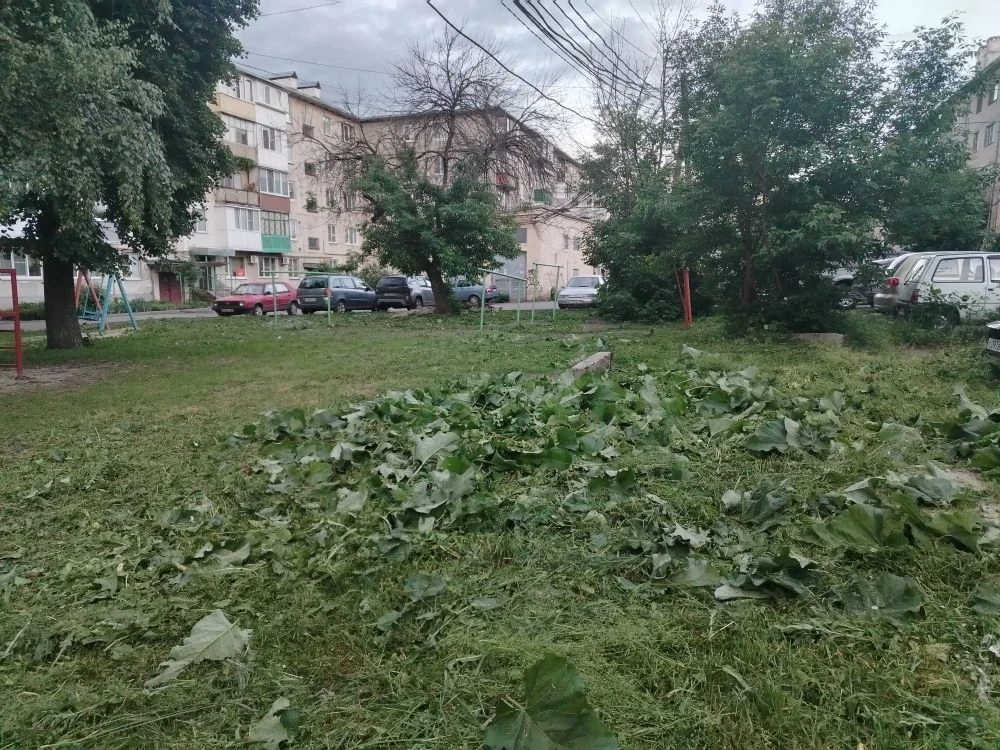 В соответствии с графиком покоса сорной растительности, продолжаются работы по окосу те...