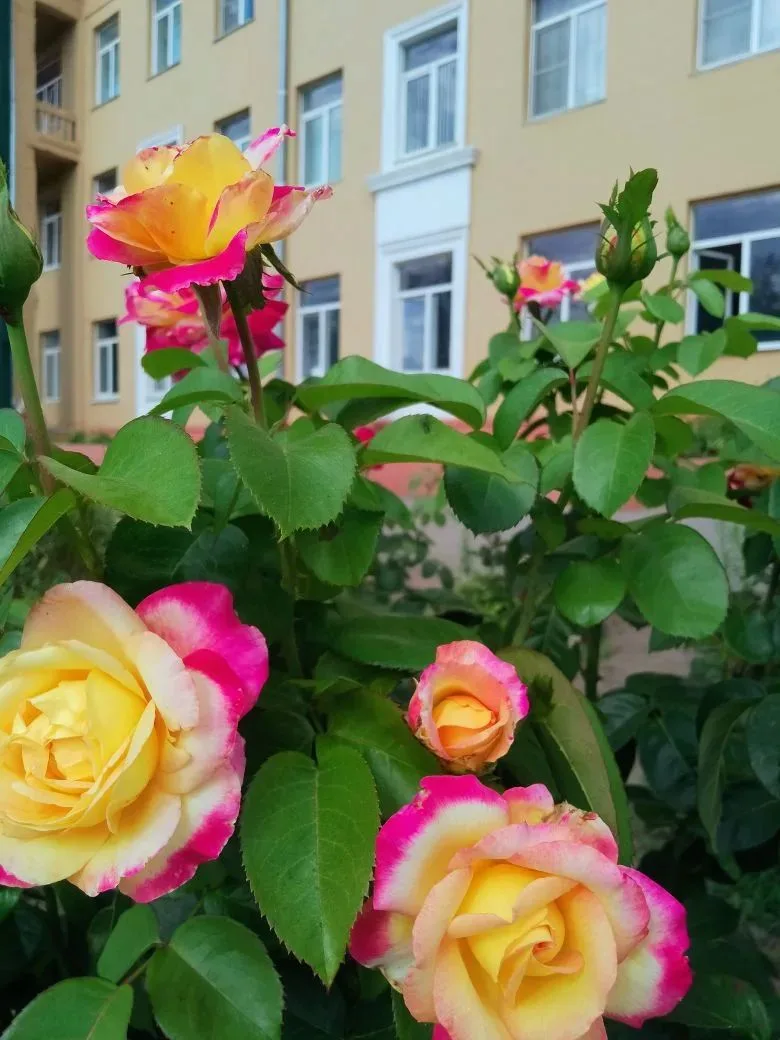 Цветочные клумбы - в надёжных руках!💯🌺🌹🌺

Летняя трудовая практика для учащихся МОУ СШ 3 - в пол