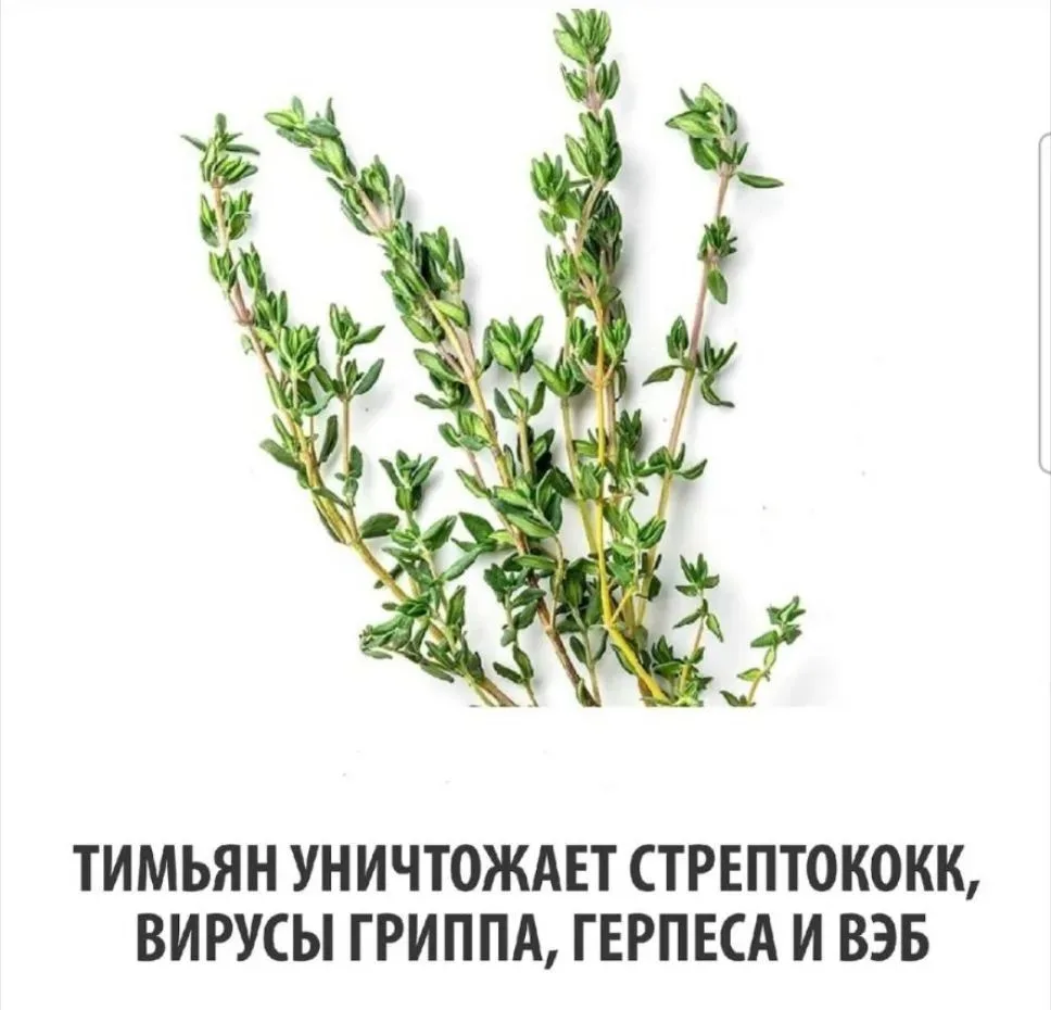 Тимьян уничтожает стрептококк, вирус гриппа, герпеса и ВЭБ: вот как это работает 🤫🌿