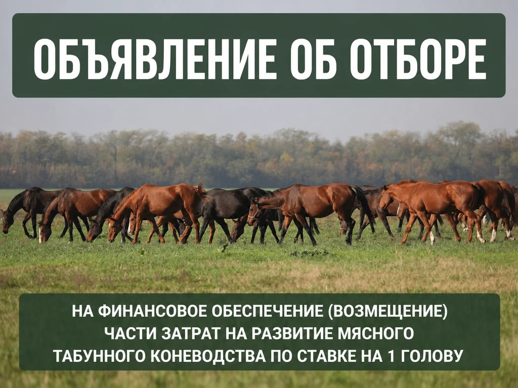 ОБЪЯВЛЕНИЕ ОБ ОТБОРЕ:
