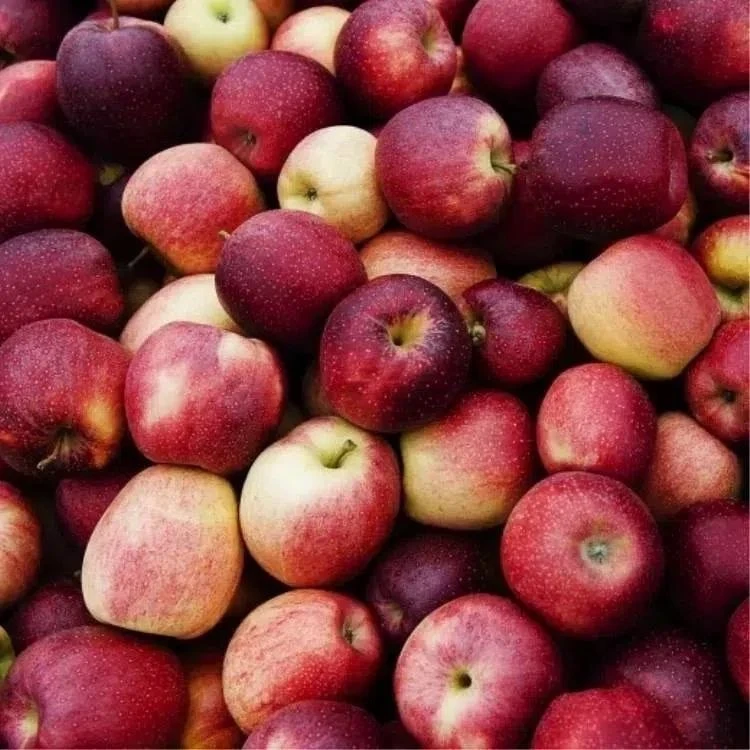 🍎 РАСПРОДАЖА! Яблоня колоновидная «Московское ожерелье» - последний саженец по 1000 руб.! 🍎

Зимни
