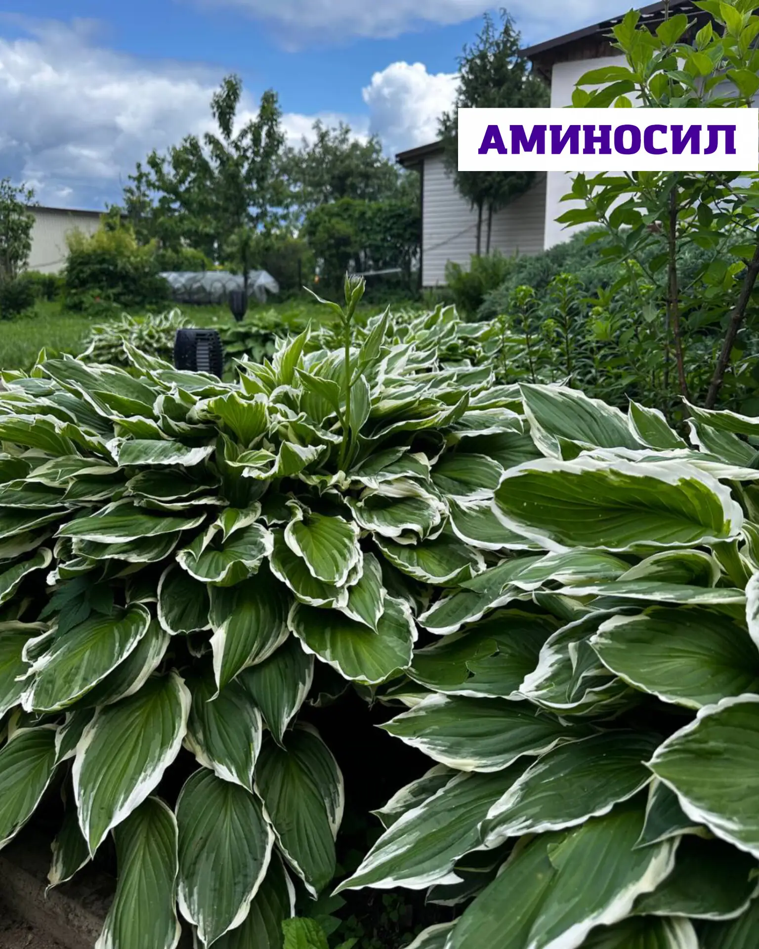 🌿 Как превратить обычный палисадник возле многоэтажки в красивый цветущий уголок?

Устали от хаотич