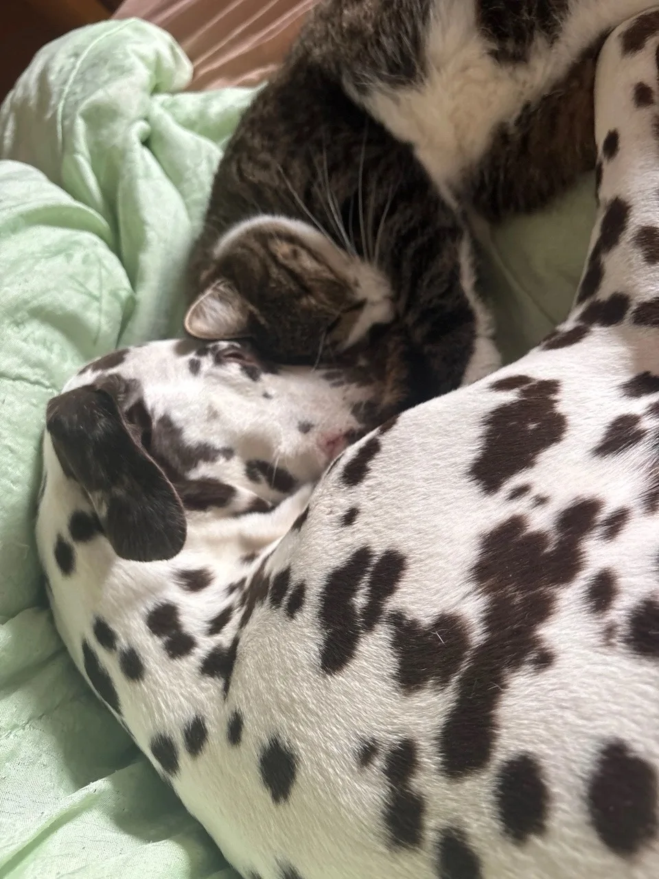 4 октября — Всемирный день животных! 🐾